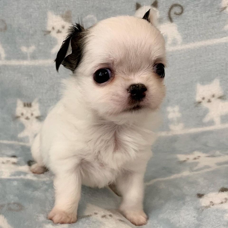 Chihuahua-Welpen zur Adoption