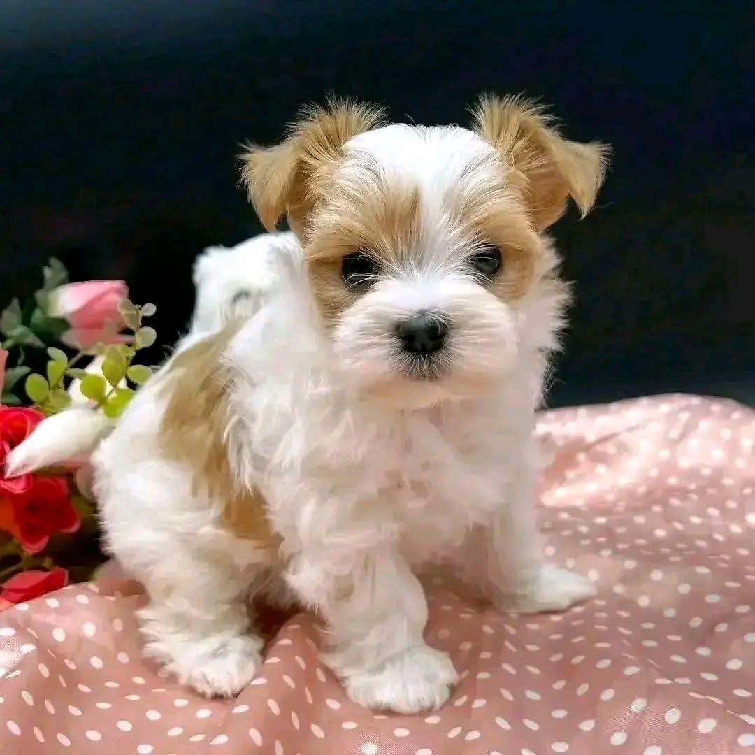 Yorkie-Welpen zur Adoption