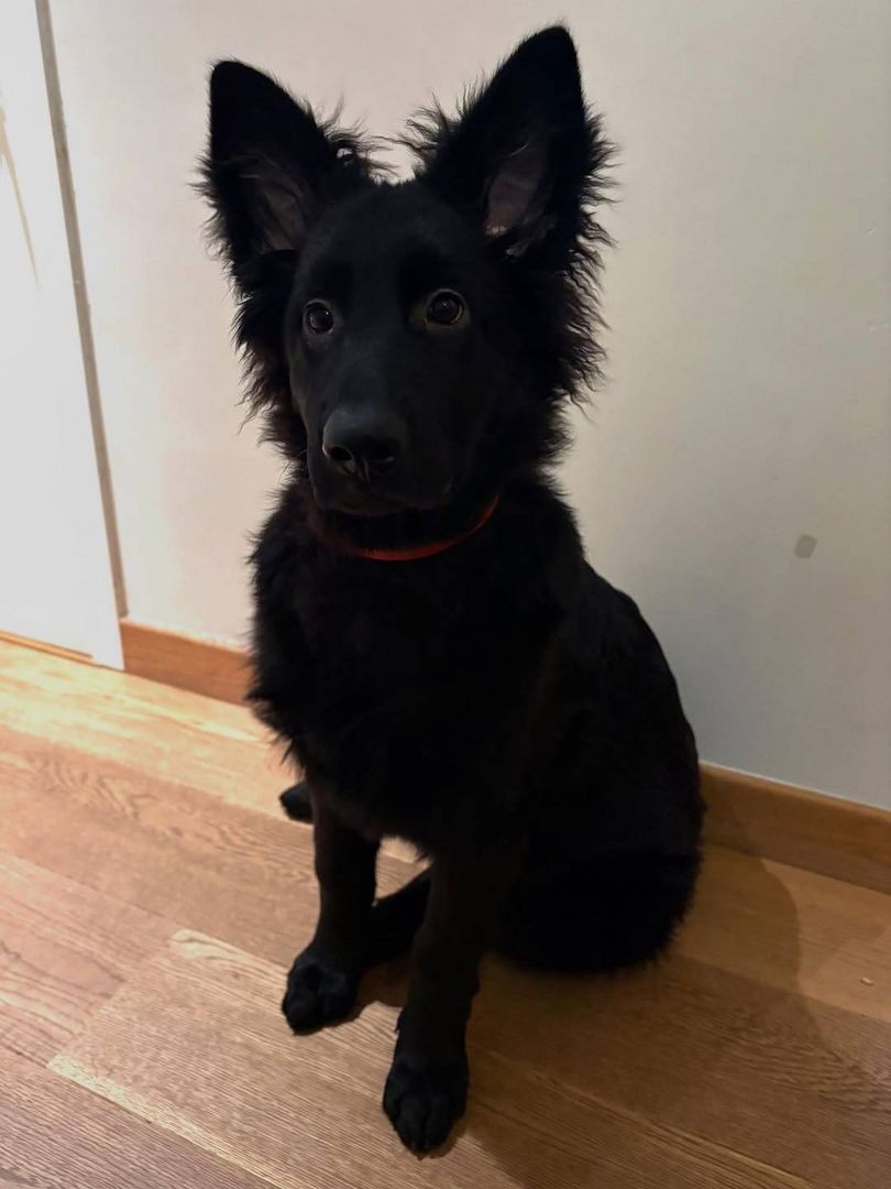 Schäferhundwelpen zur Vermittlung