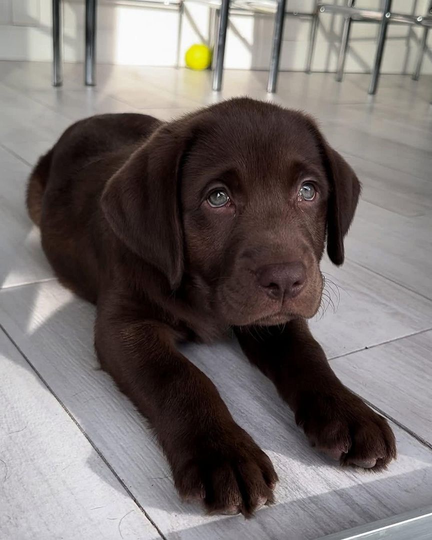 Labrador-Welpen zur Adoption