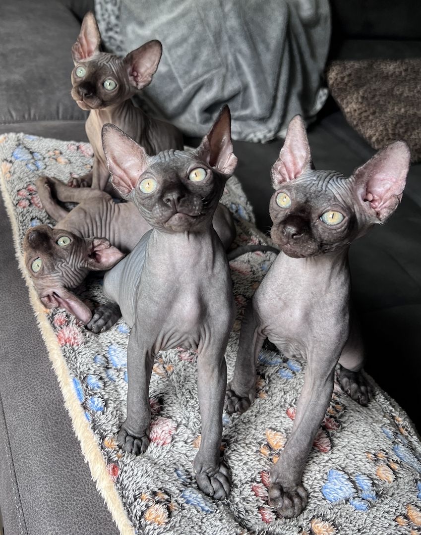 Wunderschöne Sphynx-Kitten🐈‍⬛ suchen liebevolles Zuhause❤️