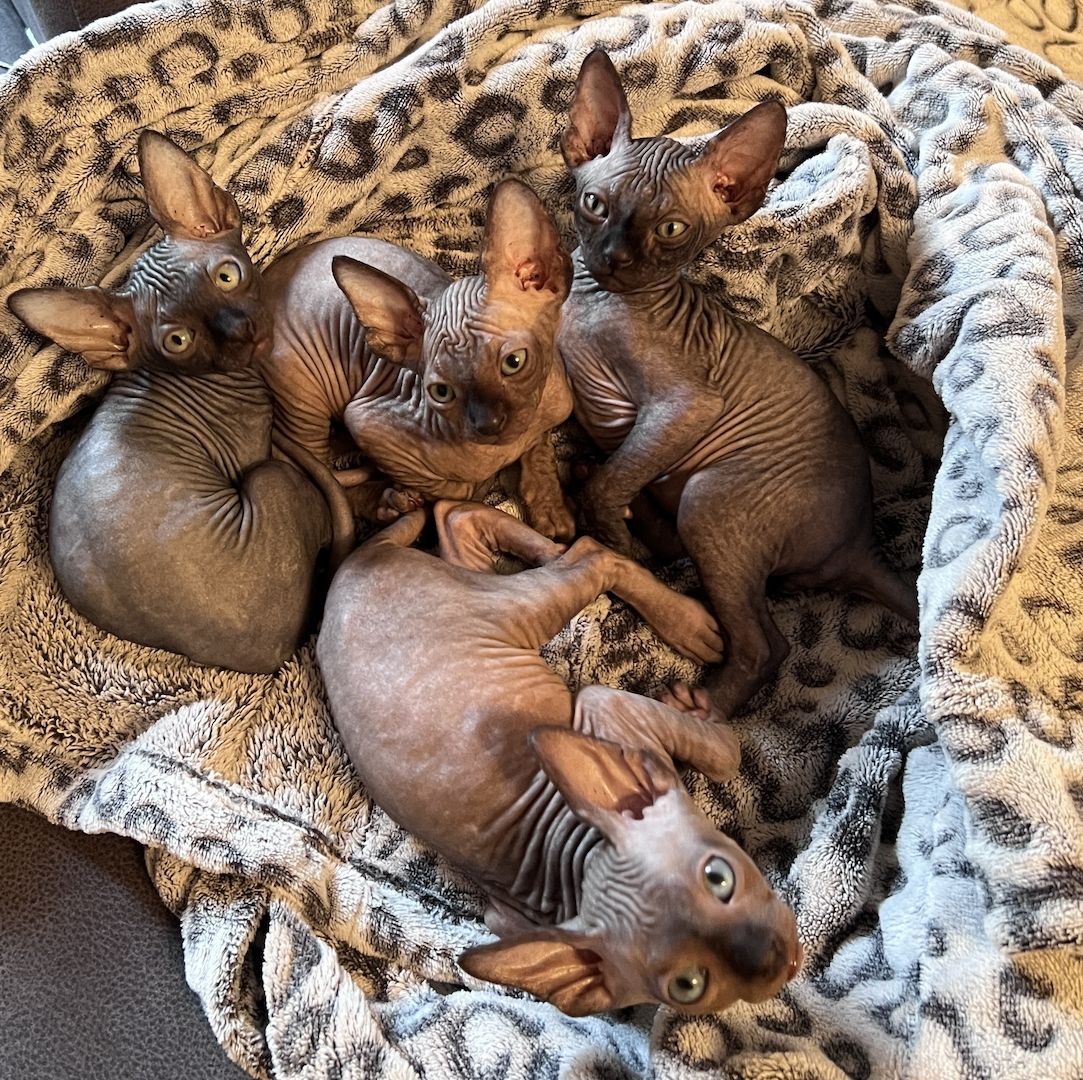 Wunderschöne Sphynx-Kitten🐈‍⬛ suchen liebevolles Zuhause❤️