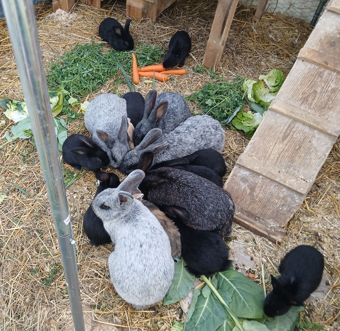 Zwergkaninchen