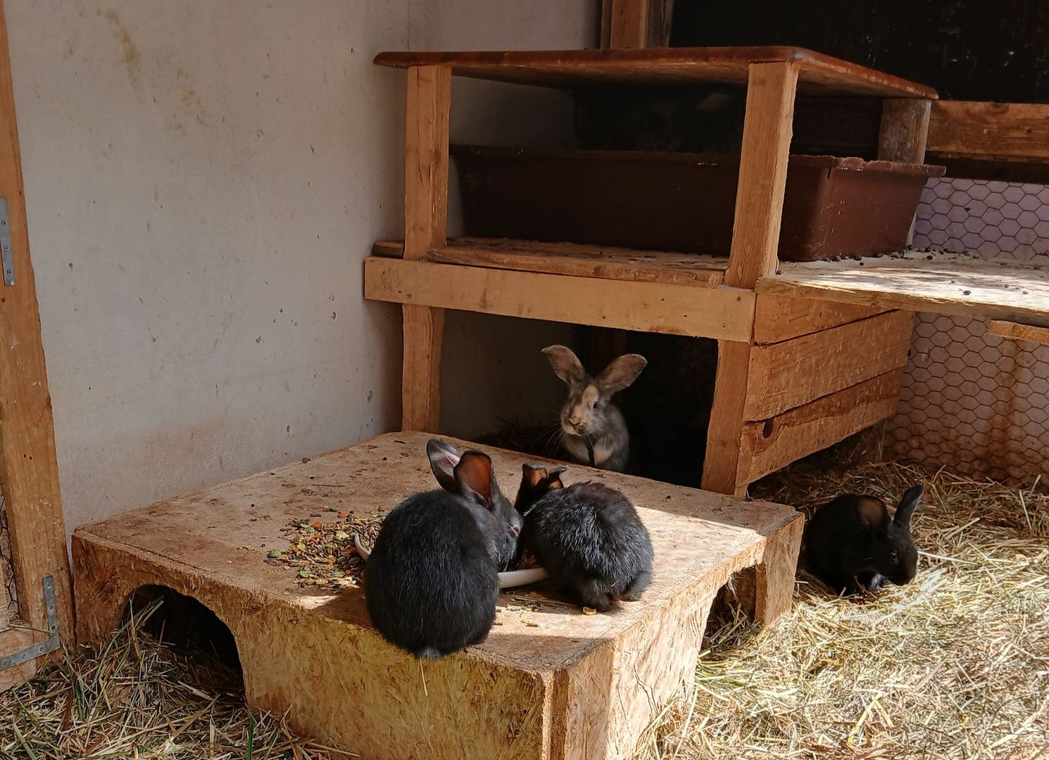Zwergkaninchen