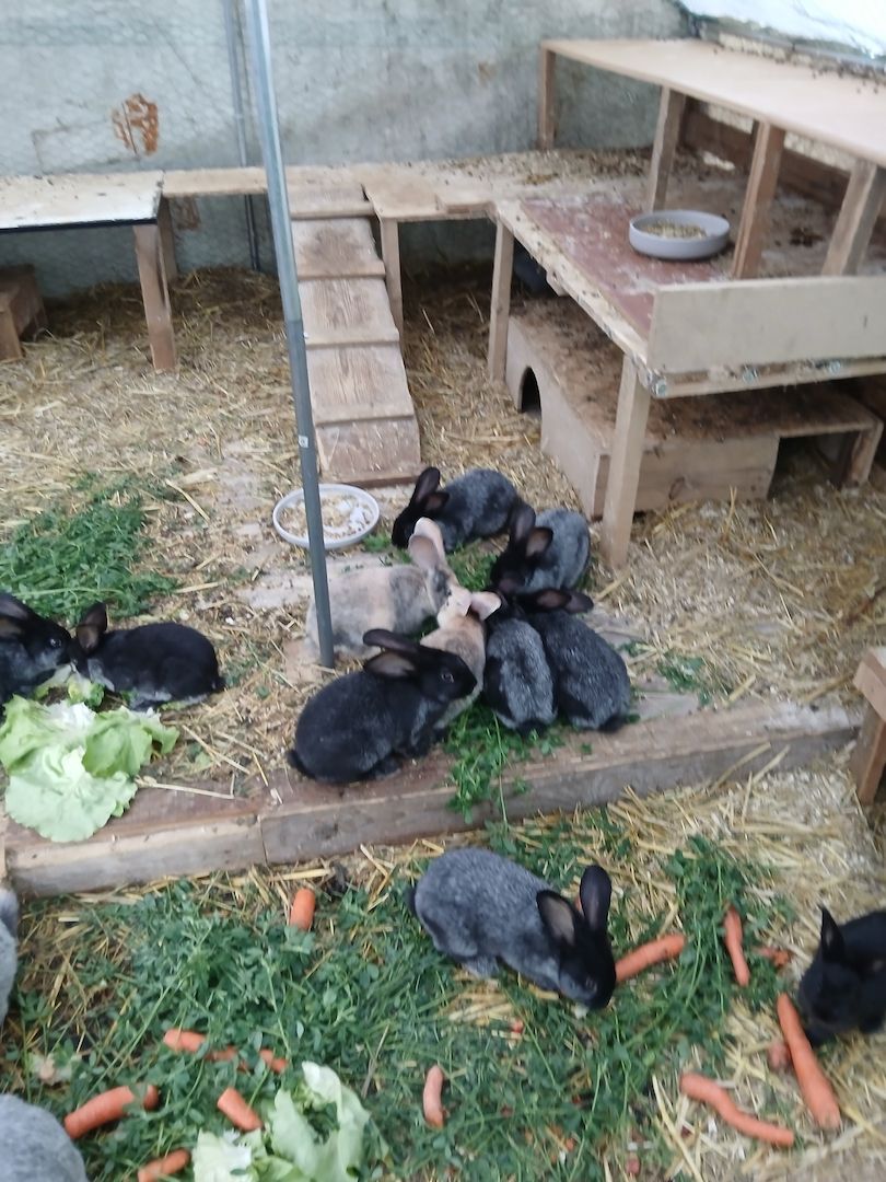 Zwergkaninchen