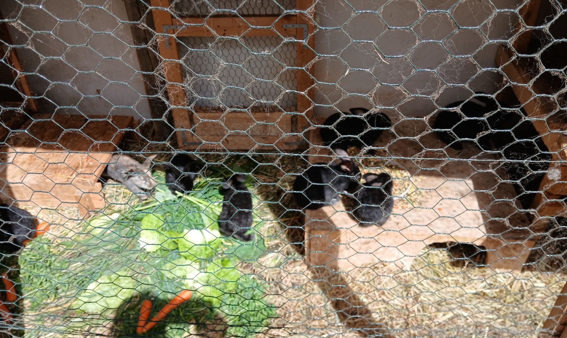 Zwergkaninchen