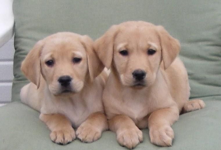 Labradorwelpen mit KC-Registrierung