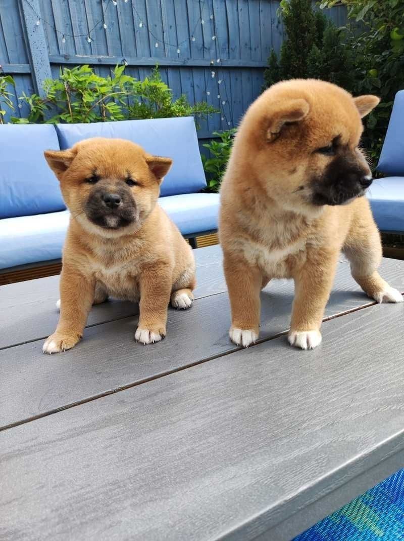 Shiba-Inu-Welpen