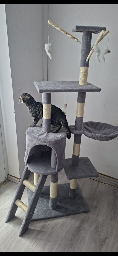 Kitten zu verkaufen