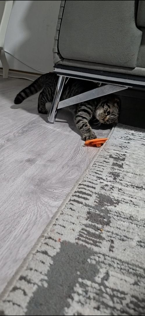 Kitten zu verkaufen