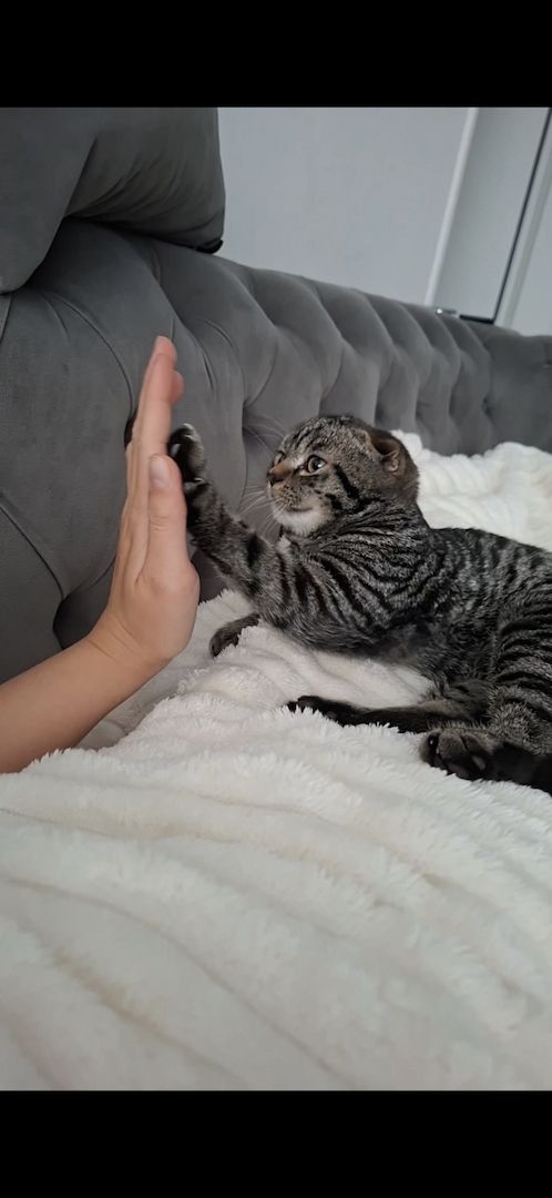 Kitten zu verkaufen