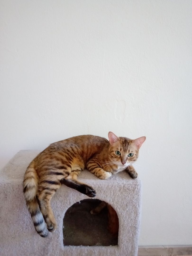 Lilly Madlen wünscht sich Freigang . Ältere Bengalkatze