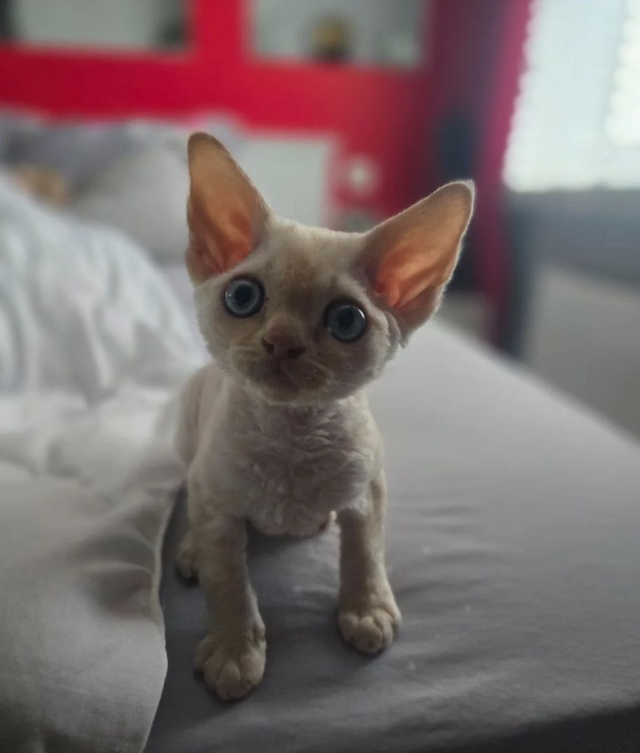 Wunderschöne Devon-Rex-Kätzchen