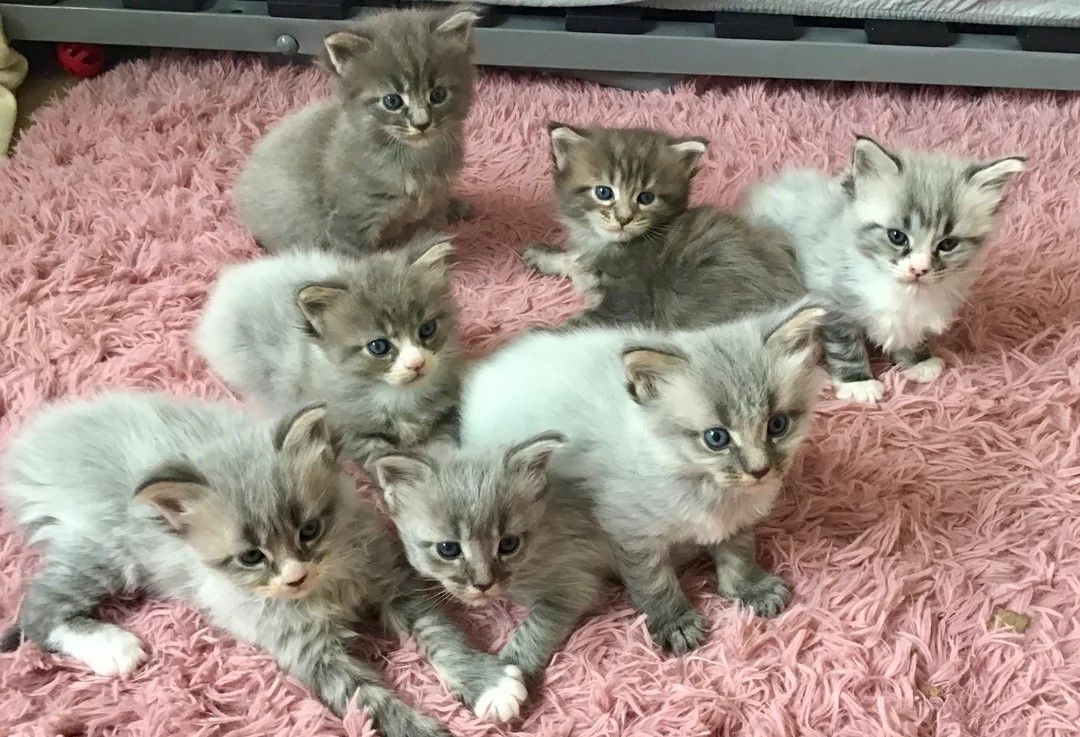 freundliche Maine-Coon-Kätzchen