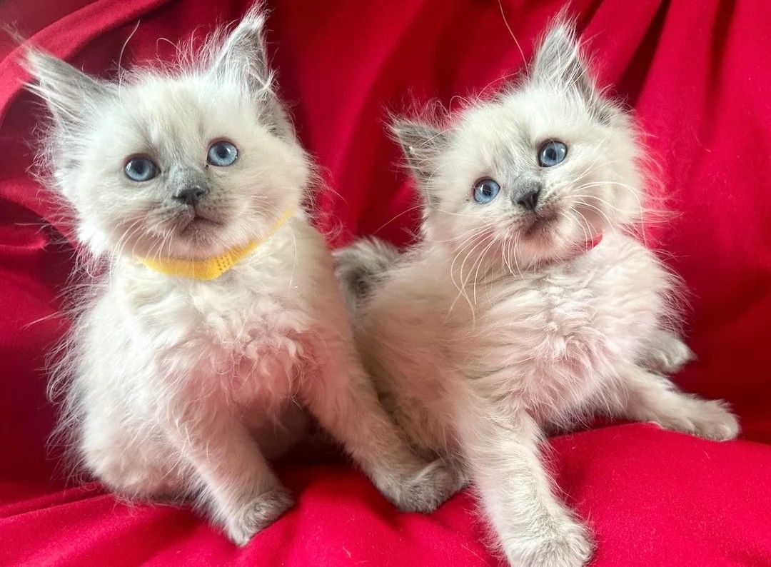 Ragdoll-Kätzchen in Blue Point
