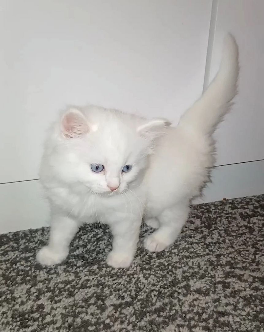 Türkisch-Angora-Kätzchen zu verkaufen