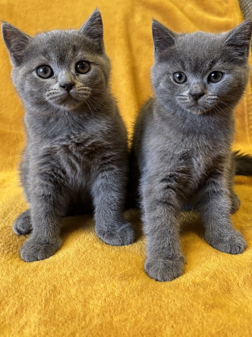 BKH Kitten