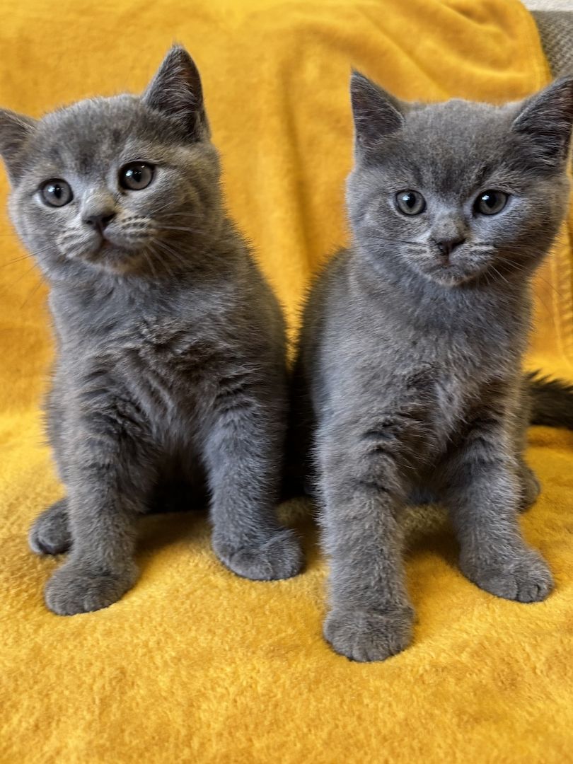 BKH Kitten