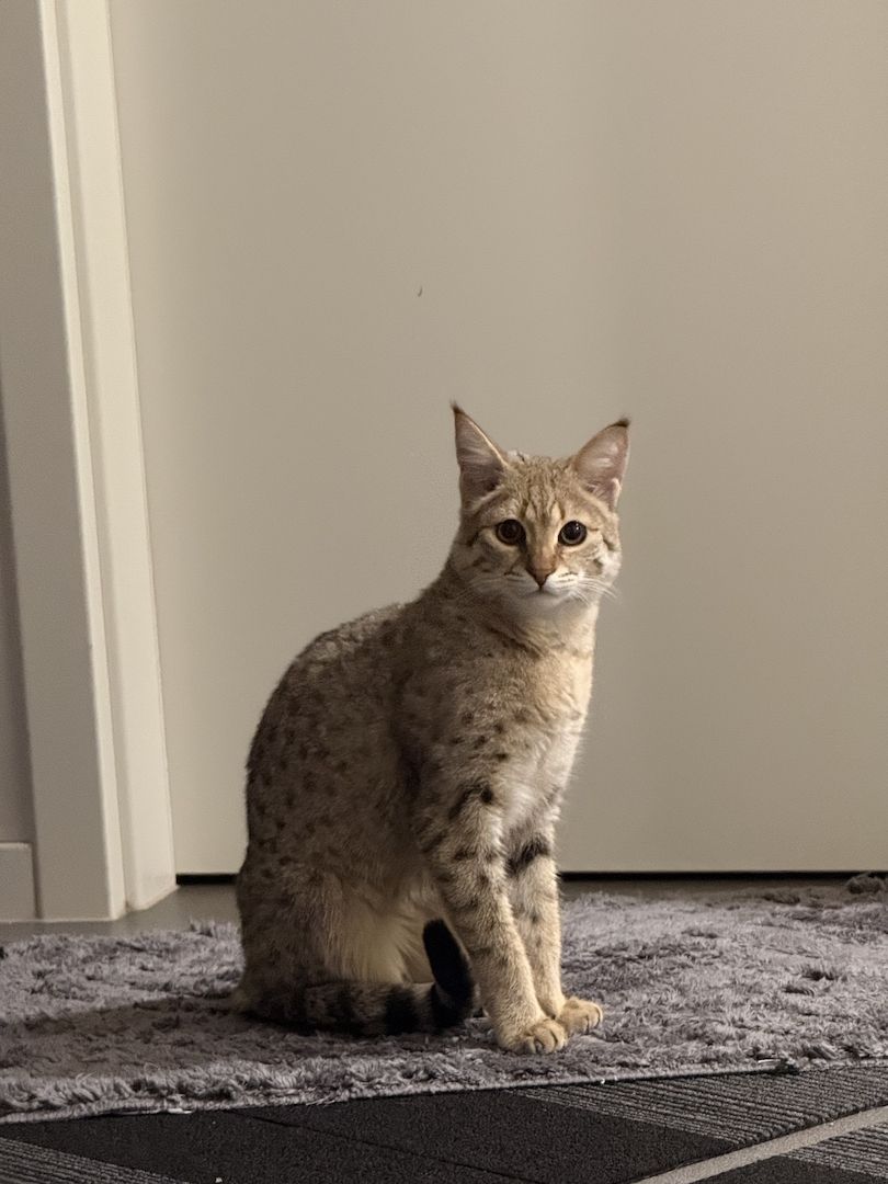 Savannah F2 Weibchen