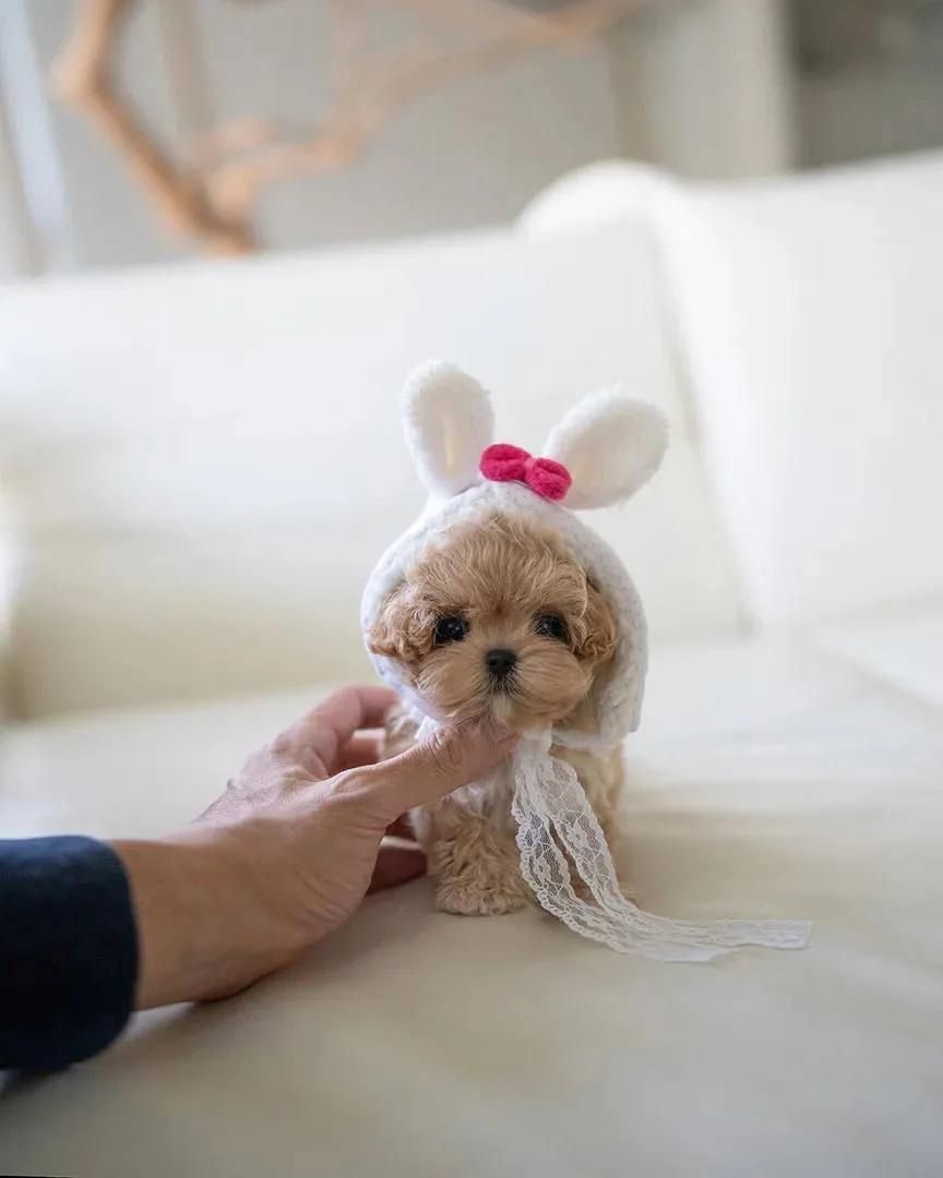 Wunderschöne Shih-Tzu-Welpen suchen ein liebevolles Zuhause.