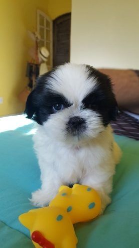 Shih-Tzu-Welpen (Rüde und Hündin).