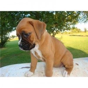 Wunderschöne Boxerwelpen
