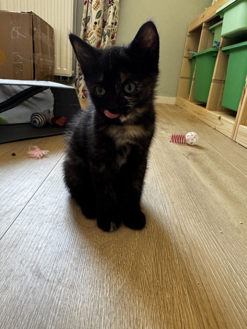 Bkh mix kitten abzugeben