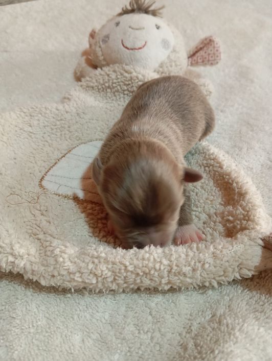 Chihuahua Babys