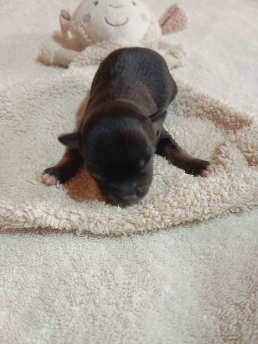 Chihuahua Babys