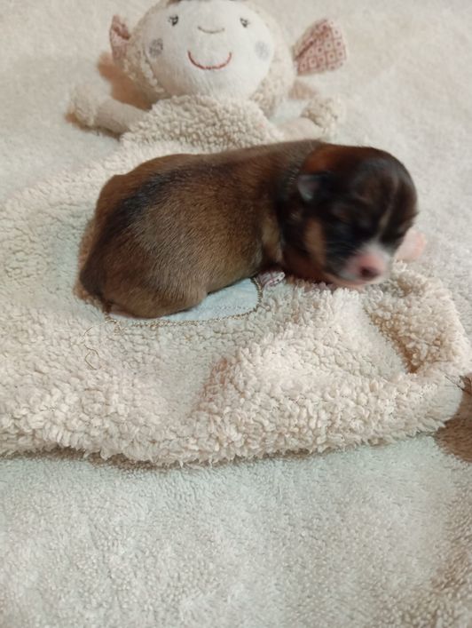 Chihuahua Babys