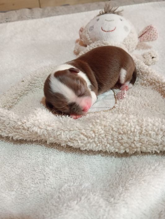 Chihuahua Babys