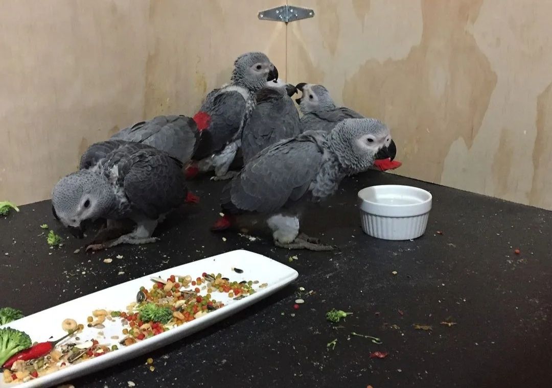 Drei junge Graupapageien in Bonn zu verkaufen