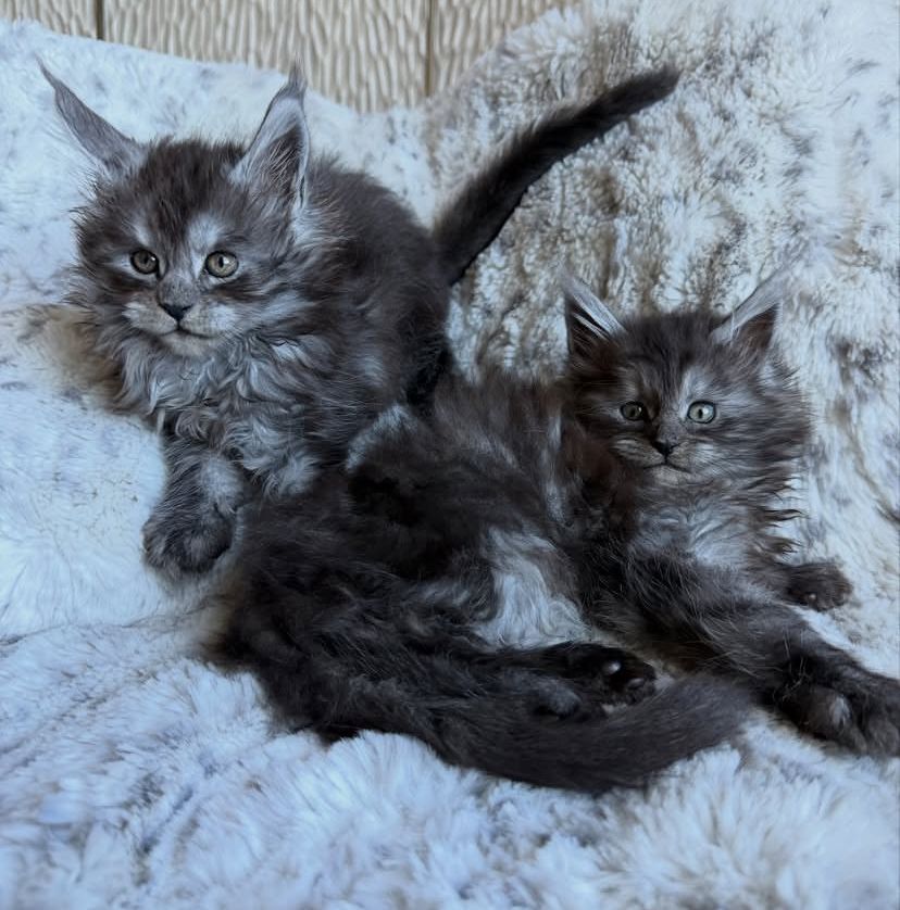 Wunderschöne kleine Maine Coon Kätzchen