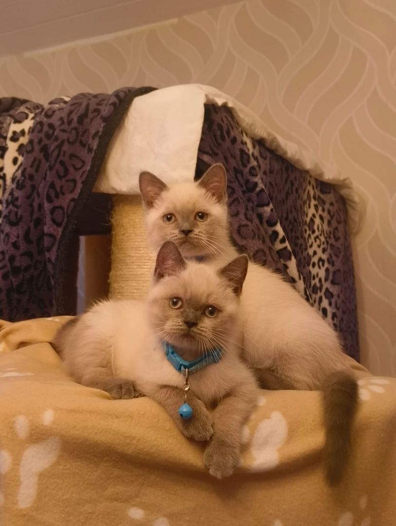 Süße BKH Katzen Babys
