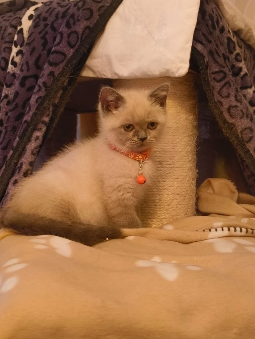 Süße BKH Katzen Babys