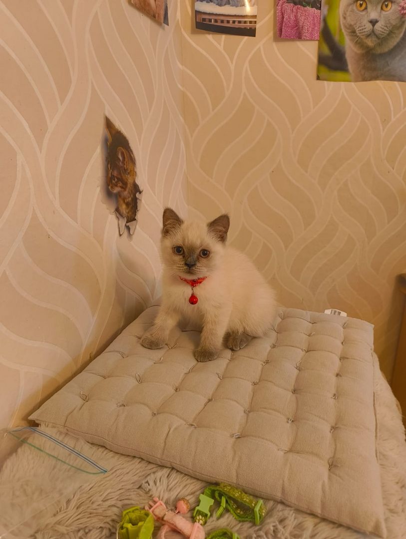 Süße BKH Katzen Babys