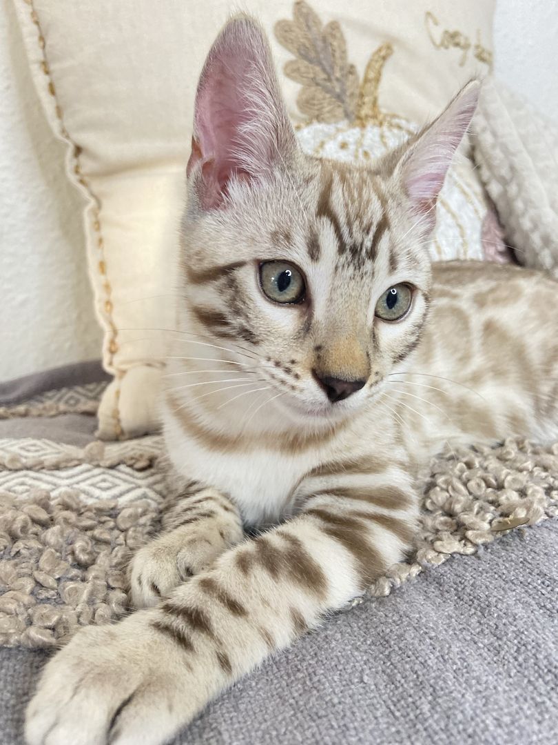 Süßer Bengal Kater zu verkaufen