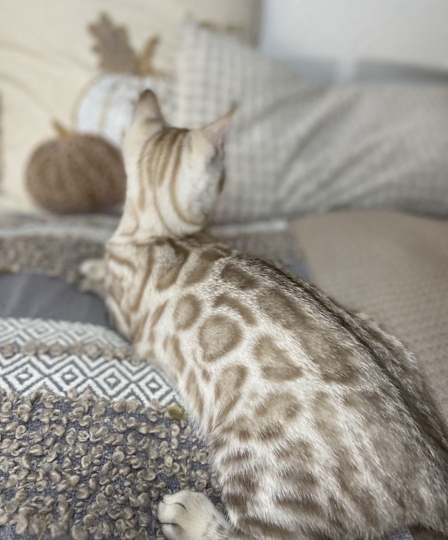 Süßer Bengal Kater zu verkaufen