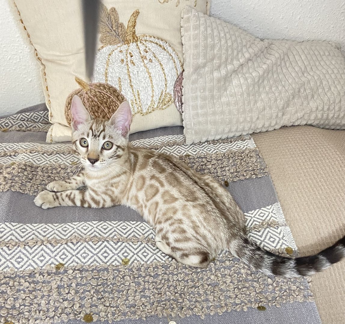 Süßer Bengal Kater zu verkaufen