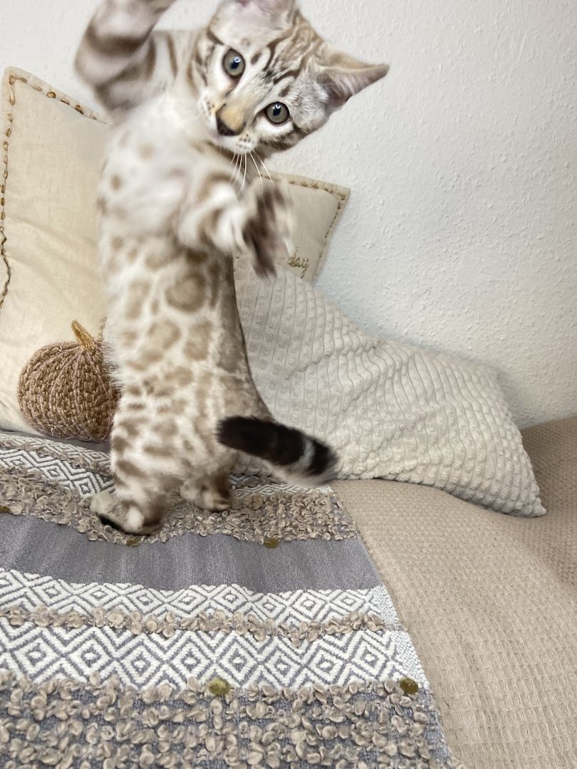 Süßer Bengal Kater zu verkaufen