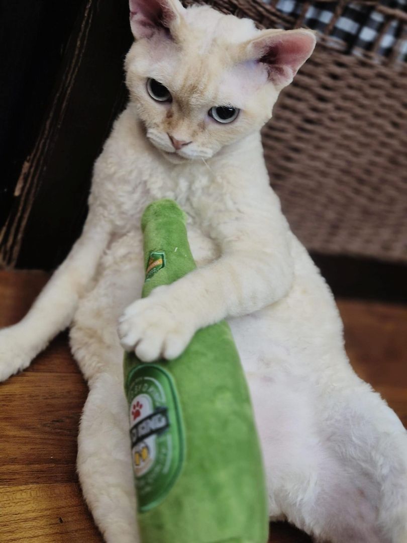 Wunderschöne Devon-Rex-Kätzchen suchen ein liebevolles Zuhause für immer!