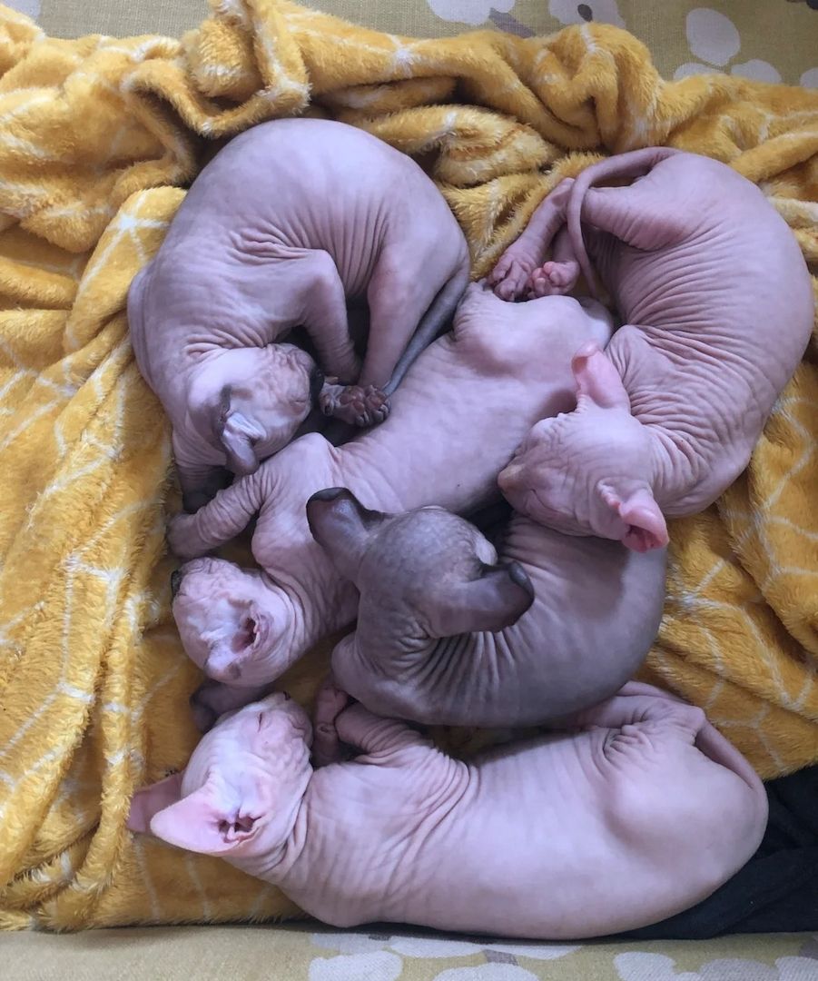 Sphynx-Kätzchen.
