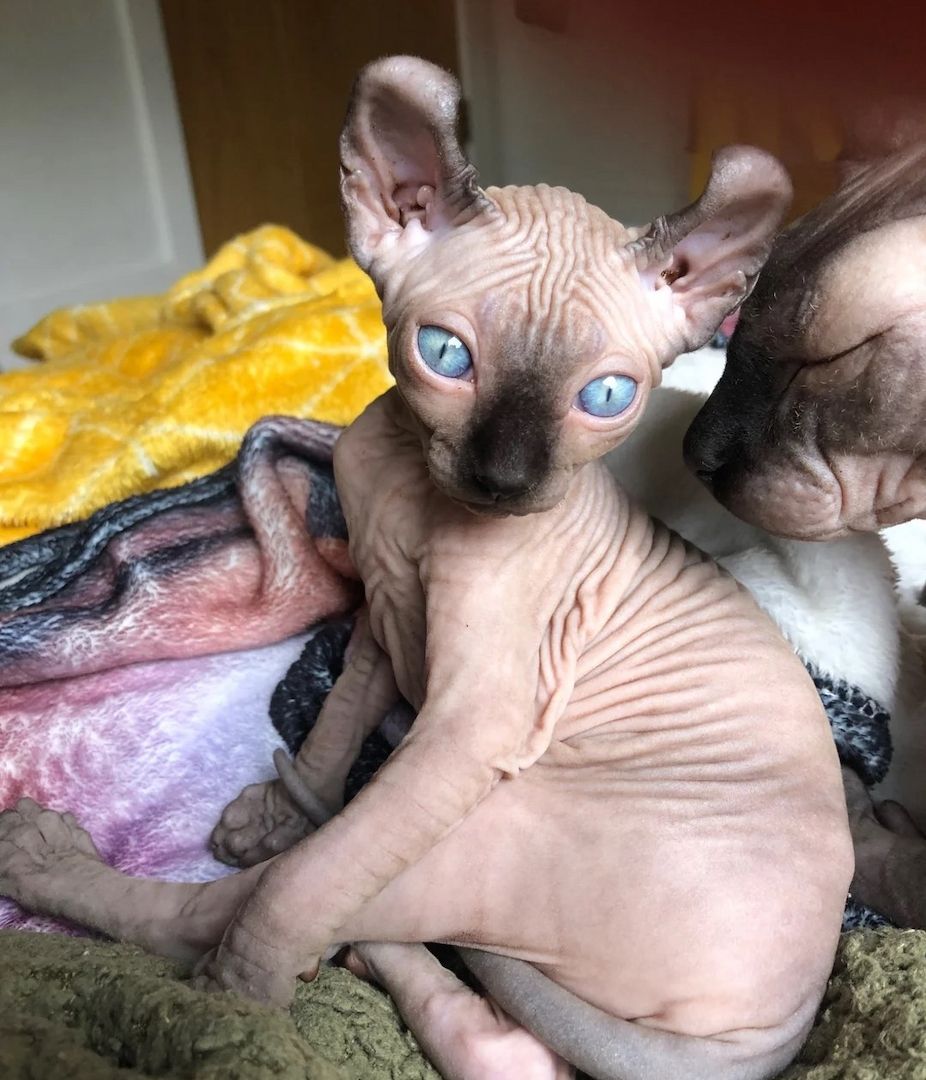 Sphynx-Kätzchen.