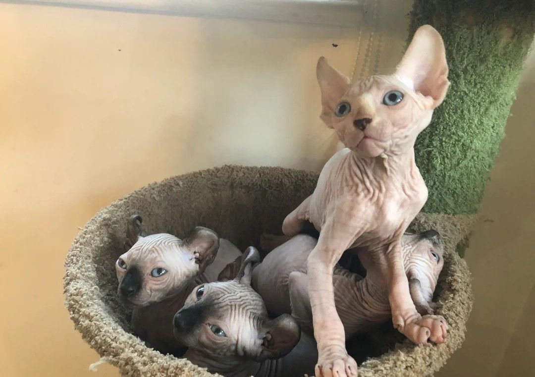 Sphynx-Kätzchen.