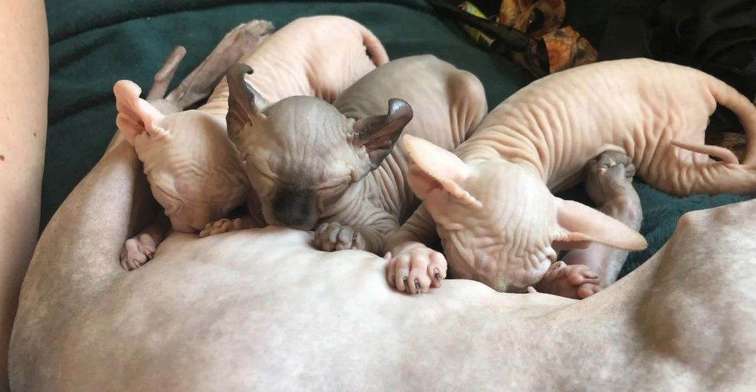 Sphynx-Kätzchen.
