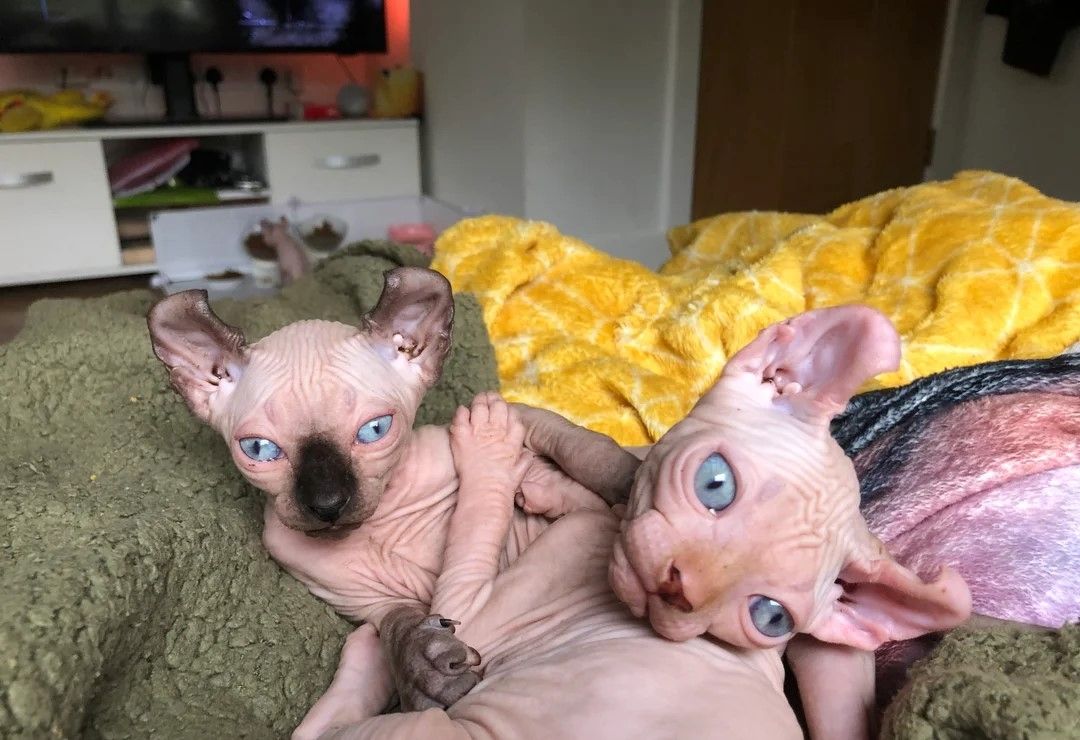 Sphynx-Kätzchen.