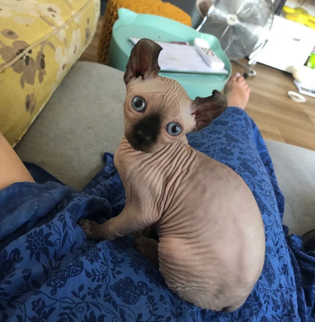 3 Sphynx-Kätzchen.