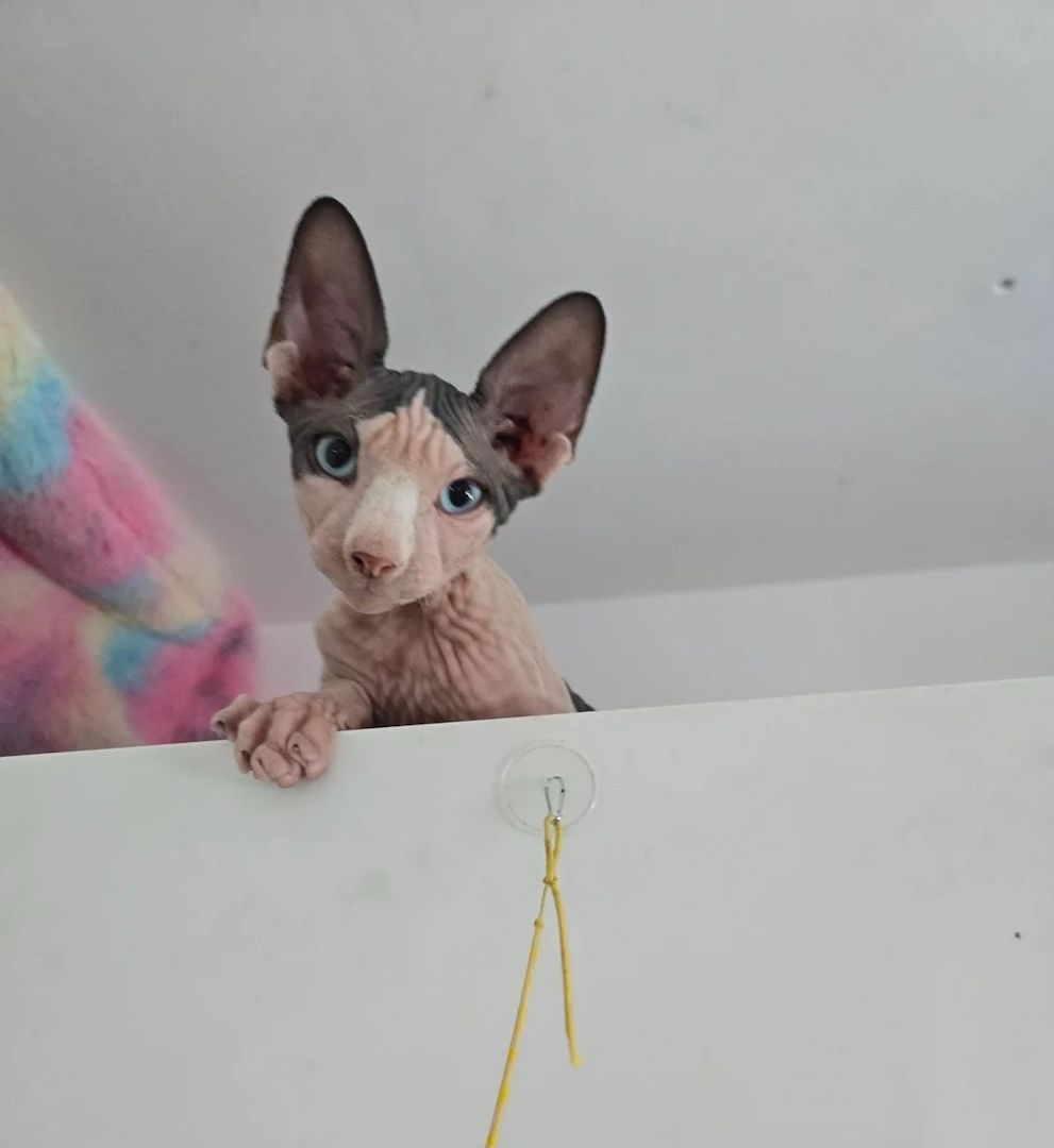 SPHYNX-KÄTZCHEN