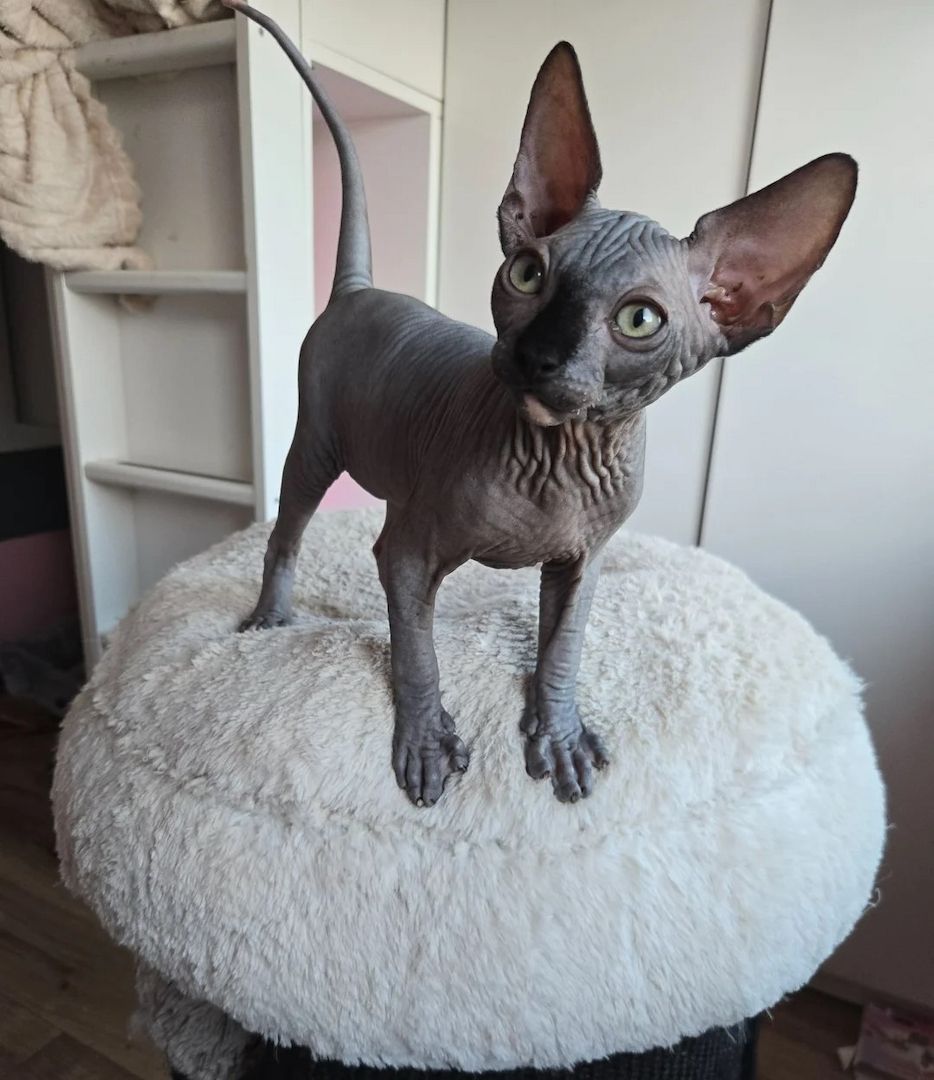 ✨🐾 AUSSERGEWÖHNLICHE SPHYNX-KÄTZCHEN SUCHEN IHR ZUHAUSE FÜRS LEBEN 🐾✨