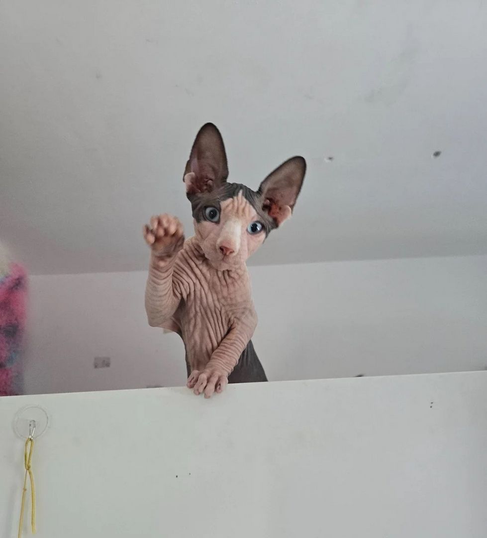 Sphynx-Kätzchen anbieten zu können
